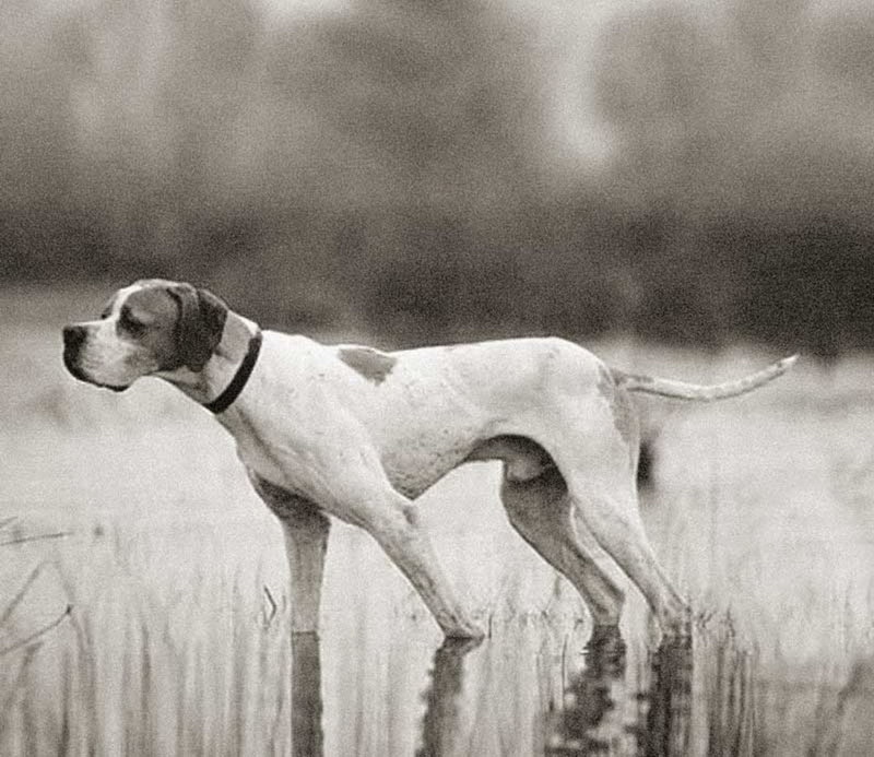 pointer-perro-de-muestra